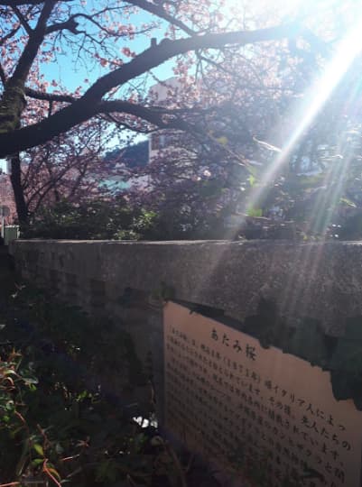 日本一早咲きのあたみ桜