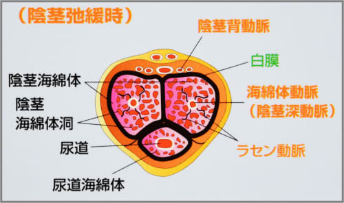 ペニス断面図