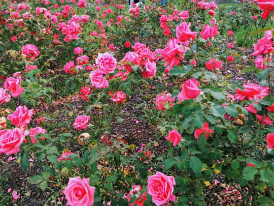 オーストラリア国立植物園