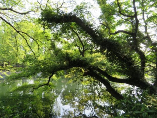 新緑の井の頭公園