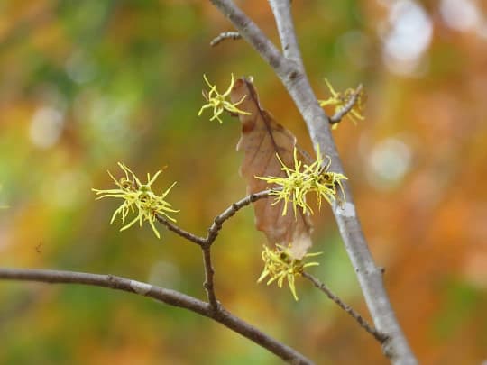 花言葉 怖い意味を持つ花ランキング10 場面別にご紹介 恋愛も Miima ミーマ