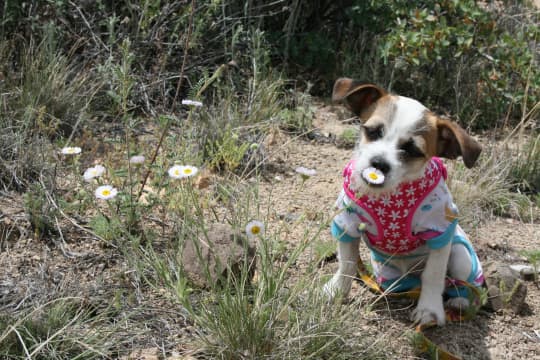 花の匂いを嗅ぐ犬