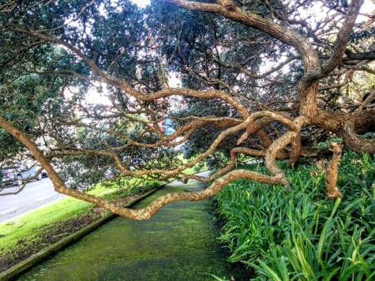 【ニュージーランドの文化と習慣】注意点10：おおらかな心持ち【市指定公園でも野放しの木々たち】