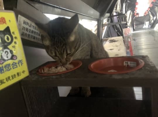 猴硐猫村の猫