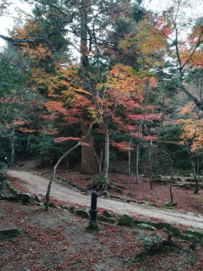 もみじ歩道