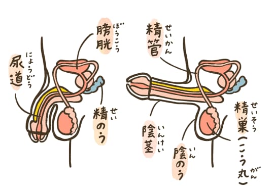 男性器の解説図