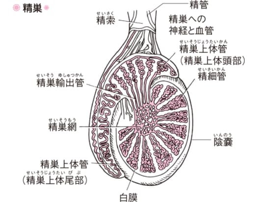 睾丸の仕組み