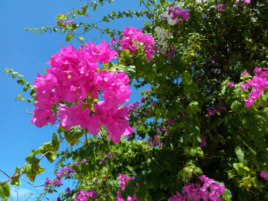 バリ島南国の花