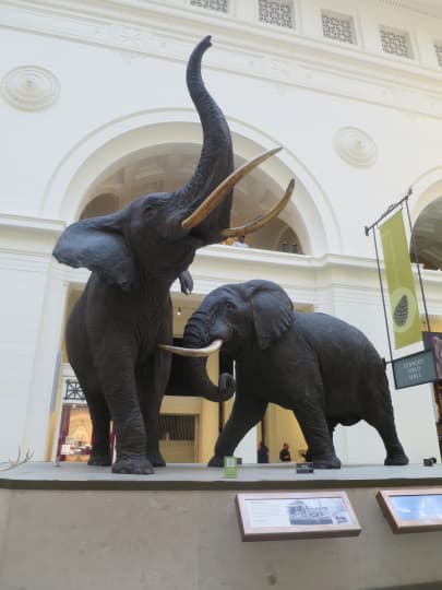 シカゴ　フィールド博物館　マンモス