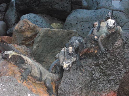 世界の絶景　ガラパゴス諸島の生き物達