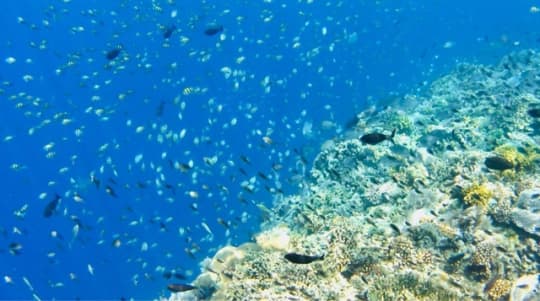 メナドの海は魚が多くてダイバーにも人気