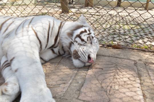タイガーキングダムのホワイトタイガー