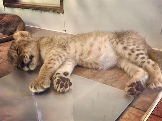 九州自然動物園アフリカンサファリ