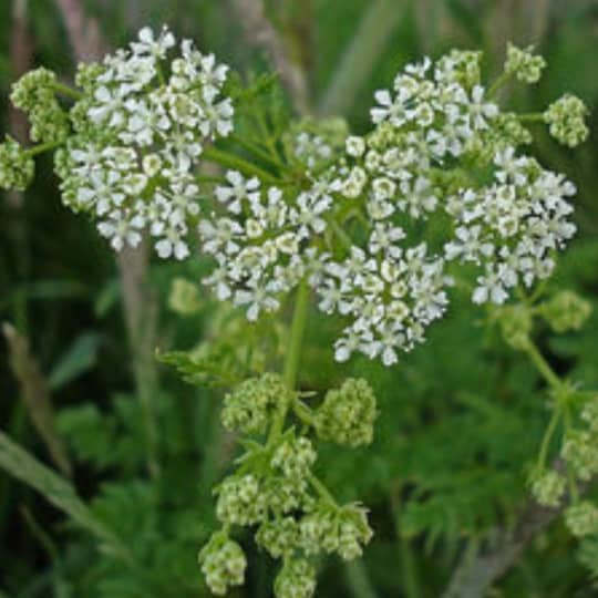 花言葉 死 を表す花は 絶望や別れを表すのはゆり 狂気 ヤンデレも Miima ミーマ