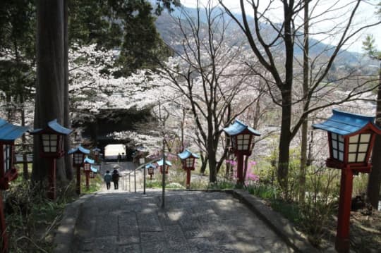 大善寺　桜