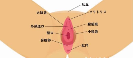 女性器