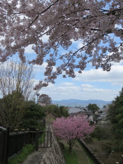 桜と琵琶湖