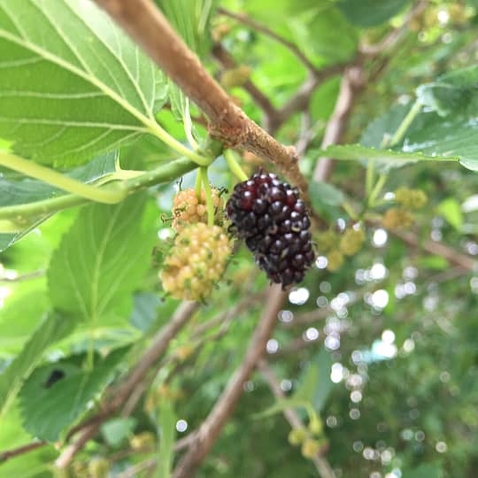 花言葉 死 を表す花は 絶望や別れを表すのはゆり 狂気 ヤンデレも Miima ミーマ