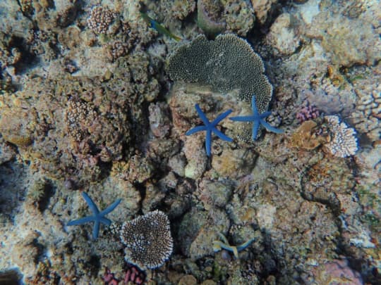 水納島　サンゴ礁