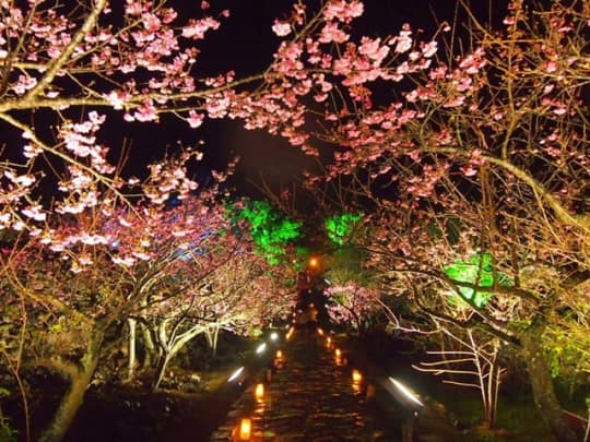 今帰仁城の夜桜