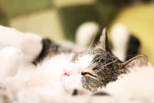sleep cat