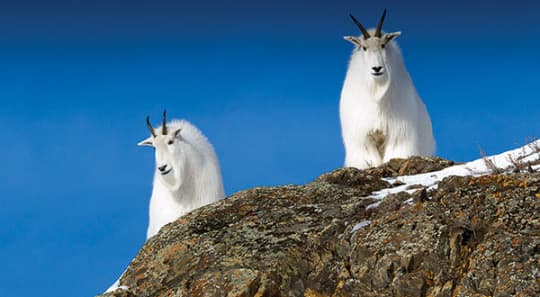 YukonWildLife