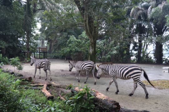 シンガポール動物園のシマウマ