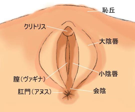 女性器