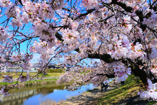 高野川の桜