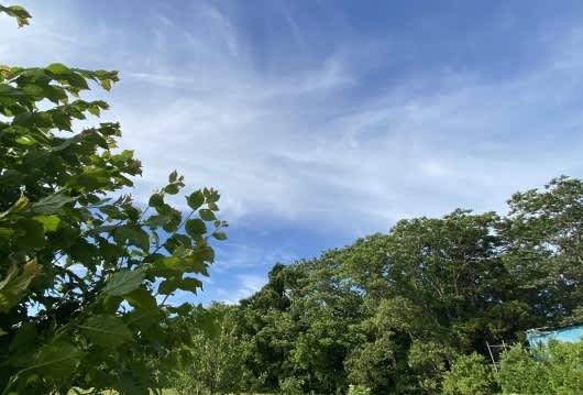 空と樹木：オリジナル画像