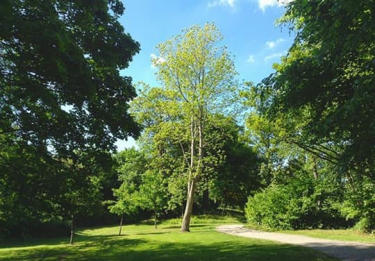 ダブリンの公園での一枚