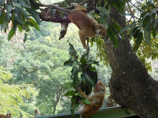 公園の樹上のサル（キャンディ）