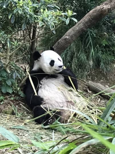 リバーサファリのパンダ