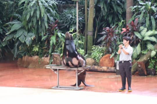 シンガポール 動物園のアシカのショー