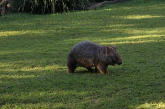 Australia Zoo