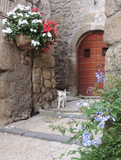 猫と花　イタリアの村