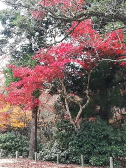 紅葉谷公園