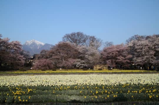 実相寺　アルプス