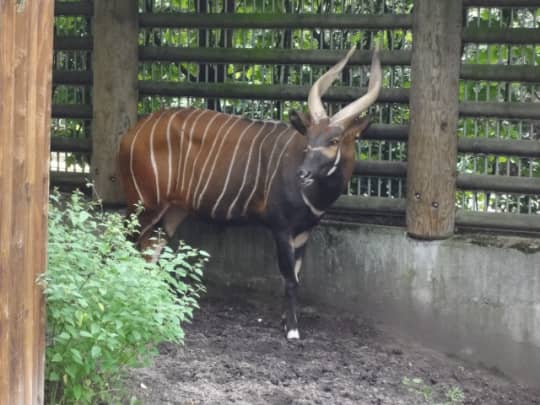 フランクフルト動物園