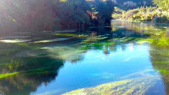 ブルースプリング 