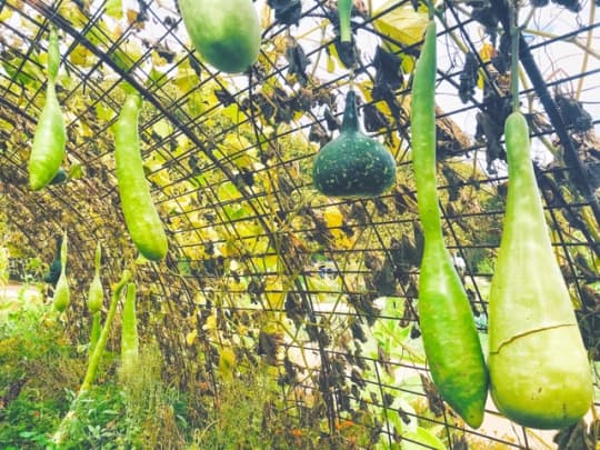 植物園内の瓢箪