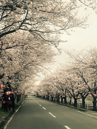 憩いの桜並木