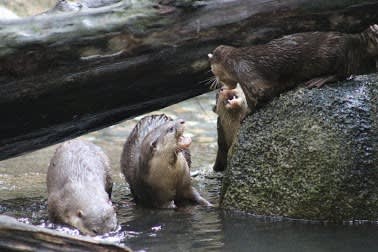 Singapore zoo