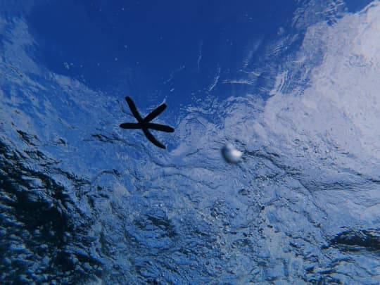 ヒトデと海