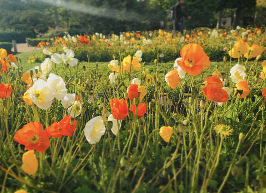 パリ植物園のポピーの花