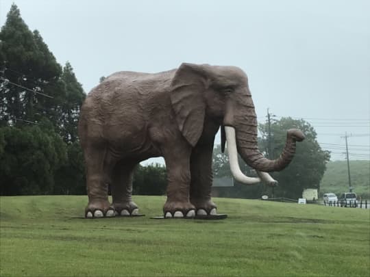 アフリカンサファリ