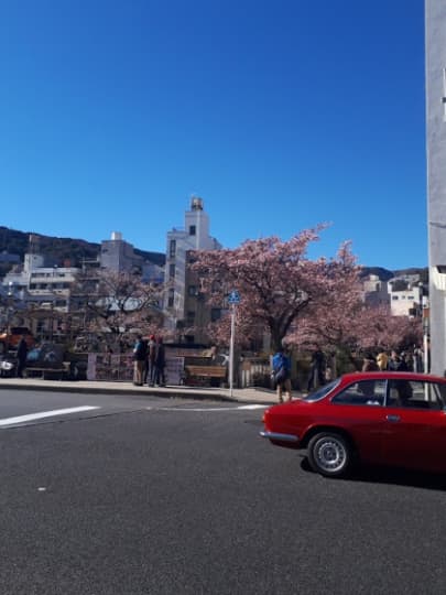 遊歩道沿いの桜並木