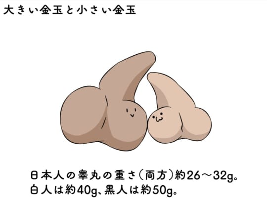 大きい金玉と小さい金玉の違いは?