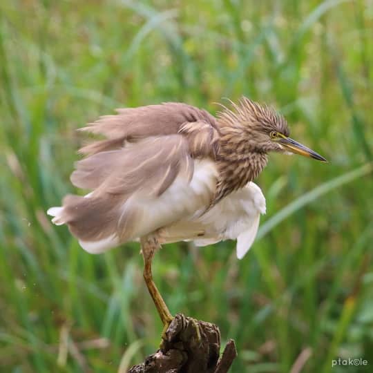 シンハラージャ森林保護区の野鳥