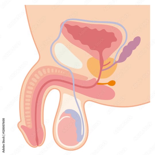 男性生殖器の画像